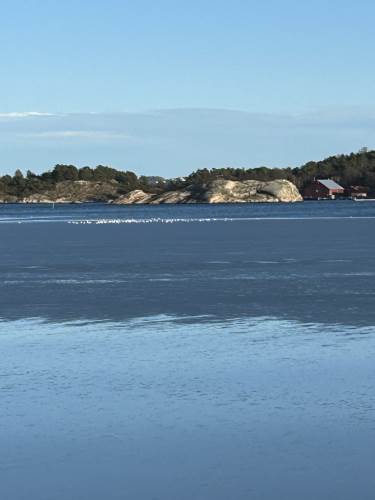 Hva er den hvite stripa mellom oss og Bragdøya? Aha, det er måker